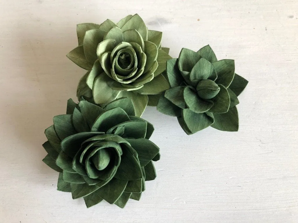 12 Green Delicate Wood Succulents Assortment