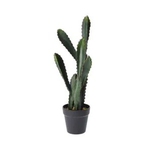 Cactus in Pot 56CM
